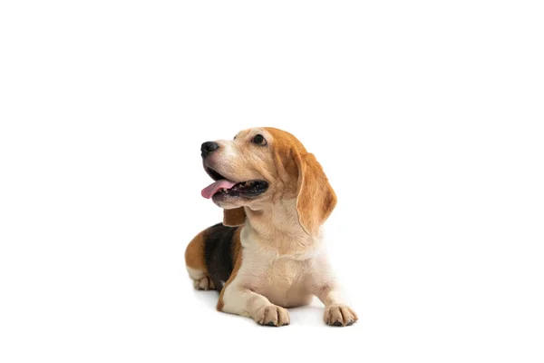 Mignon beagle assis sur le sol avec la langue qui sort — Photo