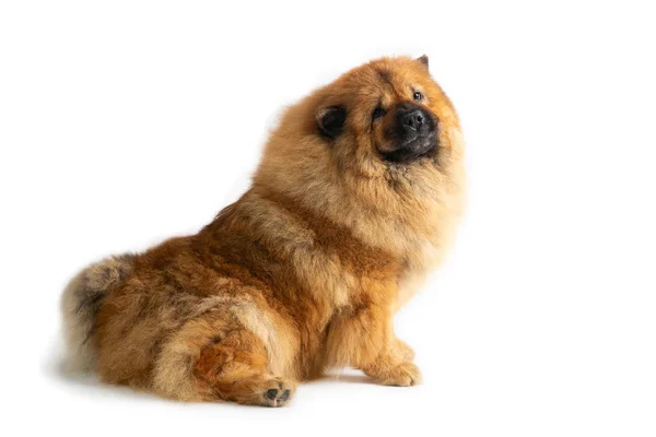 Cute chow chow dog sitting on the floor — Stock Photo, Image