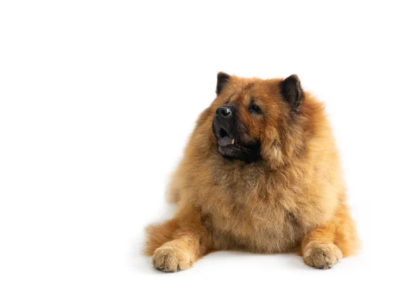 Chow chow leniwy pies siedzi na podłodze z język wystaje — Zdjęcie stockowe