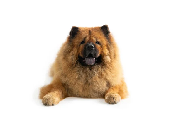 Chow chow leniwy pies siedzi na podłodze z język wystaje — Zdjęcie stockowe