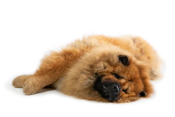 Paresseux chow chow chien couché sur le sol — Photo