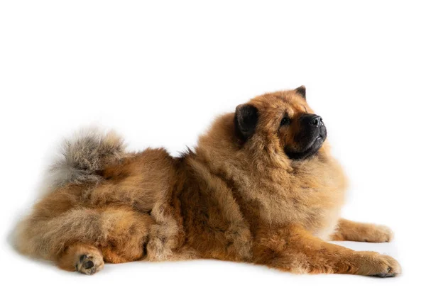 Paresseux chow chow chien couché sur le sol — Photo