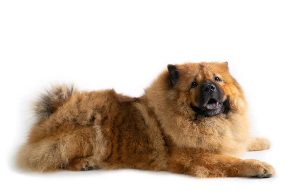 Chow chow leniwy pies na podłodze — Zdjęcie stockowe