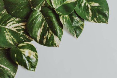 tropikal gri arka plan üzerinde çeşitli bırakır