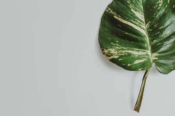 Hojas tropicales sobre fondo gris — Foto de Stock