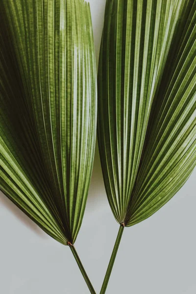 Hojas tropicales verdes sobre fondo gris — Foto de Stock