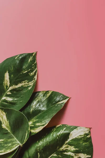 Diseño creativo de hojas verdes tropicales — Foto de Stock