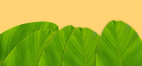 Diseño de hojas con copyspace hecho de hojas tropicales —  Fotos de Stock