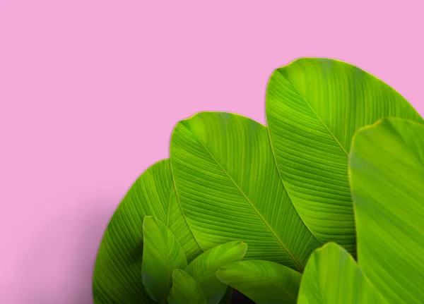 Diseño de hojas con copyspace hecho de hojas tropicales — Foto de Stock