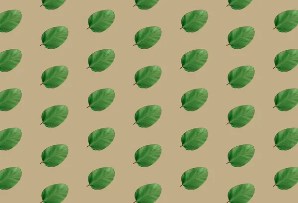 Tropikalny zielony liść — Zdjęcie stockowe