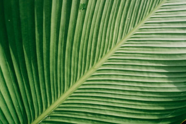 Detalle de textura de hoja tropical verde —  Fotos de Stock