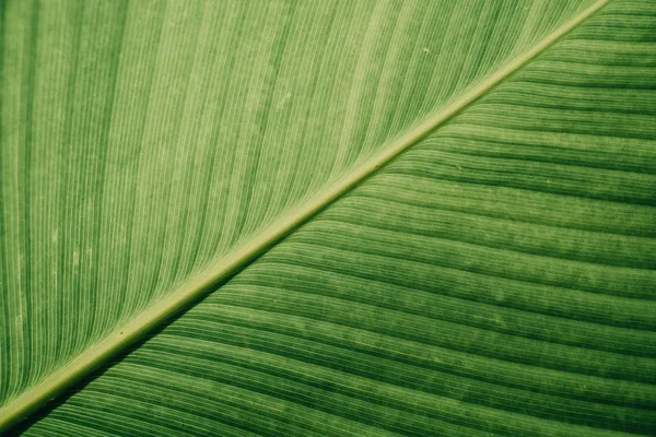 Texture detail of green tropical leaf — Stock Photo, Image