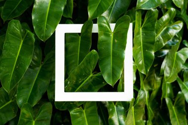 bitki deseni tropikal yaprak arka plan tasarım