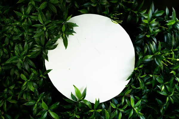Blätter mit weißem Papier Kopierfläche — Stockfoto