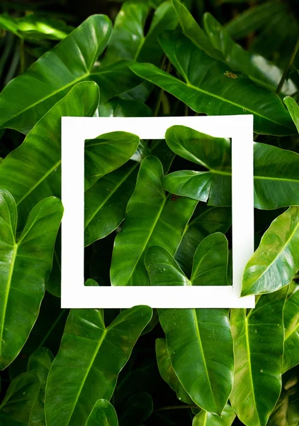 plant pattern tropical leaf background design