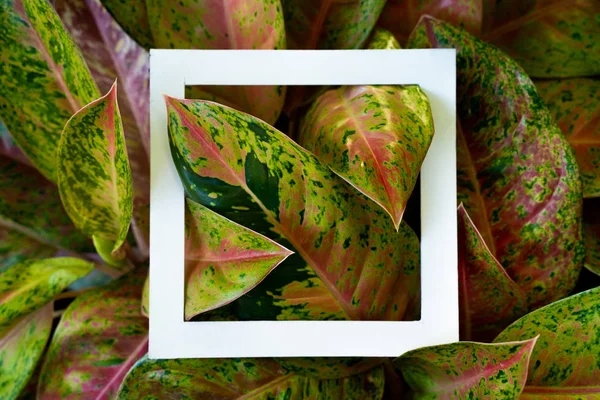 Дизайн фона тропических листьев — стоковое фото