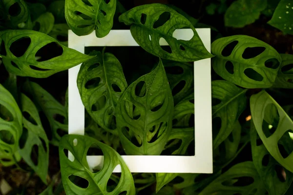 Текстура тропических листьев с дизайном — стоковое фото