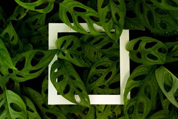 Monstera Adansonii или швейцарский сырный завод
