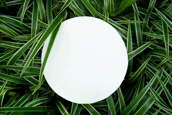 植物パターン熱帯葉背景デザイン — ストック写真