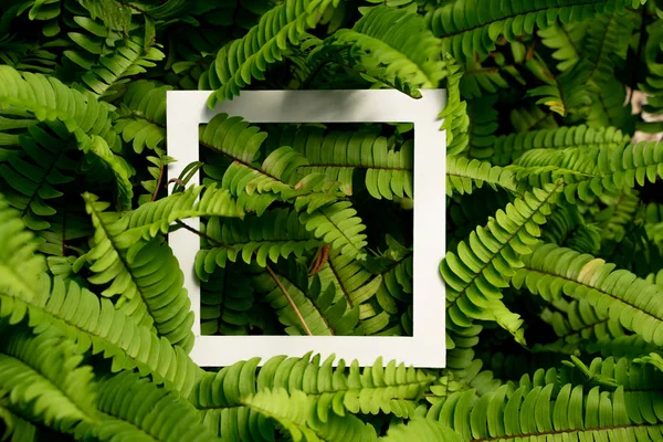 Pianta modello tropicale foglia sfondo disegno — Foto Stock
