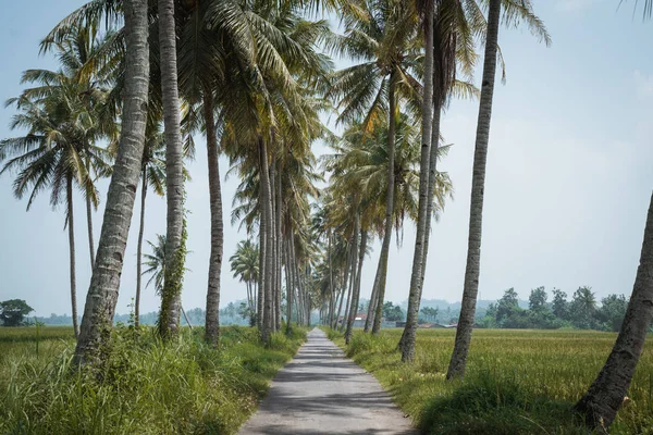Beautiful country road in tropical scenery — Stock Photo, Image