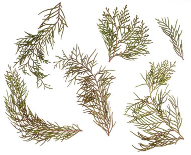 düz beyaz izole kuru çiçek preslenmiş