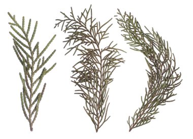 düz beyaz izole kuru çiçek preslenmiş