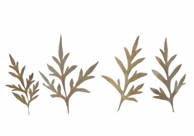 düz beyaz izole kuru çiçek preslenmiş