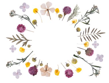 düz beyaz izole kuru çiçek preslenmiş