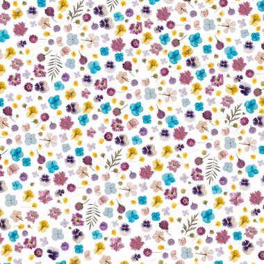 düz beyaz izole kuru çiçek preslenmiş