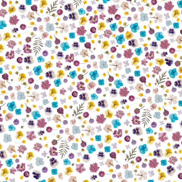 düz beyaz izole kuru çiçek preslenmiş