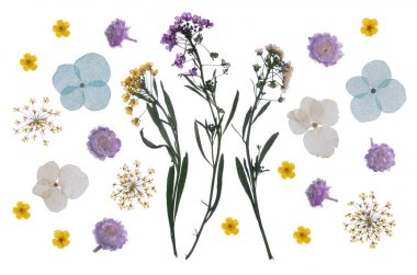 düz beyaz izole kuru çiçek preslenmiş