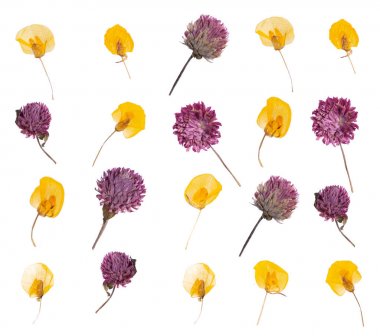 düz beyaz izole kuru çiçek preslenmiş