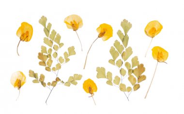 düz beyaz izole kuru çiçek preslenmiş