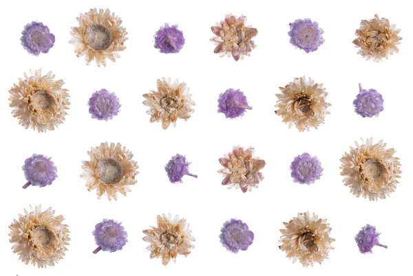 Плоский прессованный сушеный цветок изолирован на белом — стоковое фото