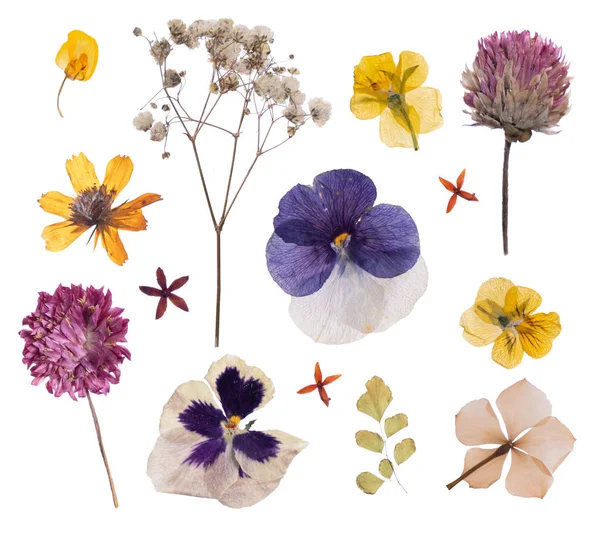 düz beyaz izole kuru çiçek preslenmiş