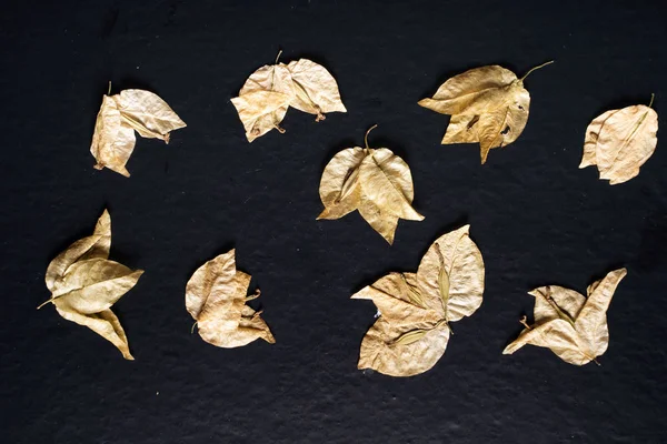 Flat pressed dried flower on black — Stock Photo, Image