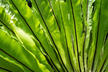 Yeşil ve güzel saksı Asplenium Nidus