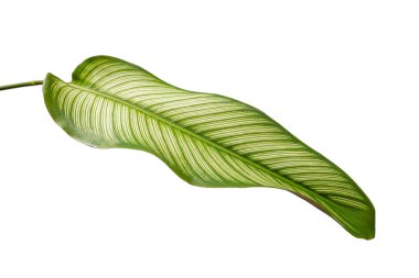Egzotik çizgili yaprakları Calathea Ornata Albolineata