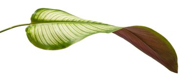 Bir macenta alt Calathea Ornata Albolineata kavisli yaprak