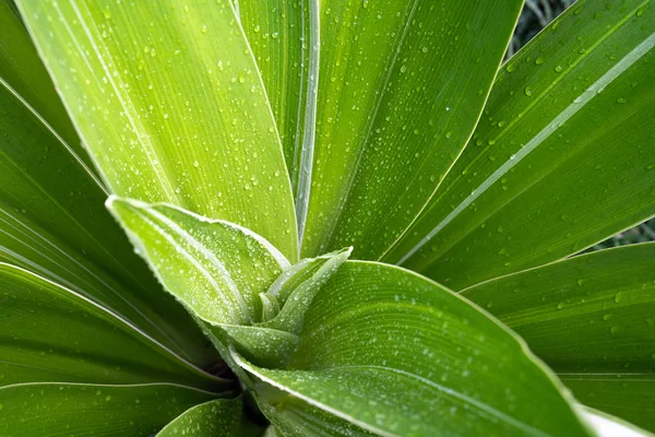 Närbild exotiska randiga löv Drasaena — Stockfoto