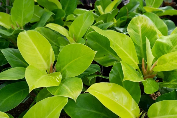 Vackra gröna blad av Philodendron Moonlight — Stockfoto