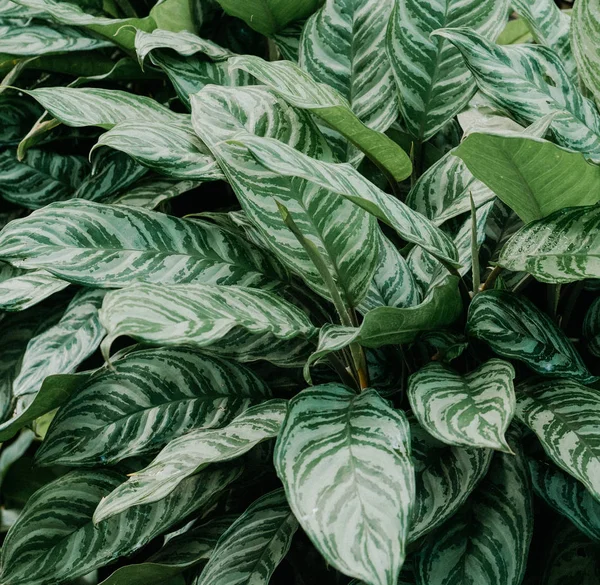 Zöld gyönyörű cserepes Aglaonema növények — Stock Fotó