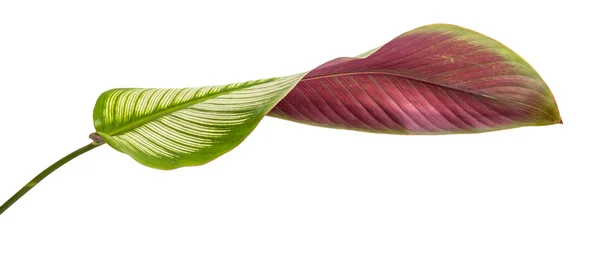 Folhas verdes tropicais curvas de Calathea Ornata Albolineata com cores diferentes na parte inferior — Fotografia de Stock