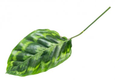 Calathea bitkilerinin yeşil yaprakları