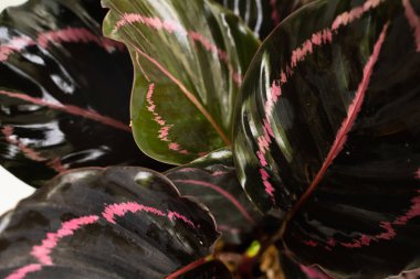 Calathea Roseopicta yaprakları