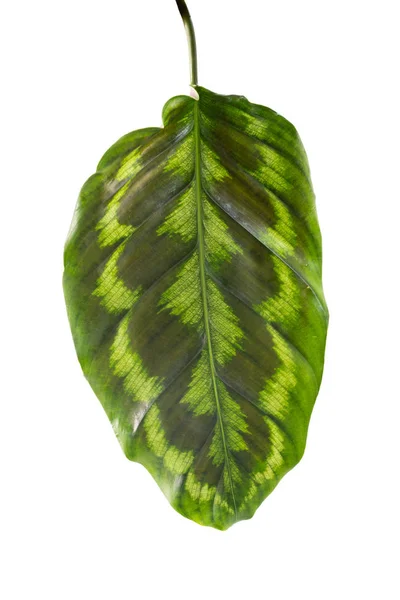 Retrato de hojas verdes tropicales de kalatea merak — Foto de Stock