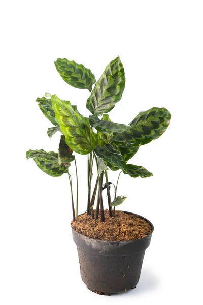 Plantas de Calathea envasadas verdes e bonitas — Fotografia de Stock