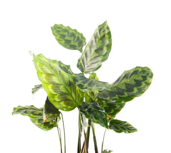 Folhas verdes de plantas Calathea — Fotografia de Stock