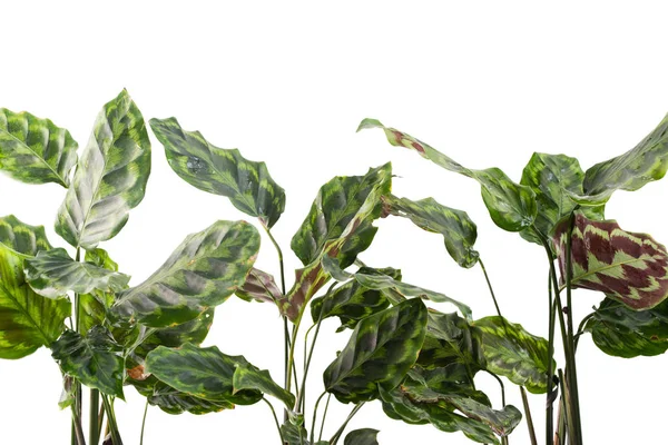 Портрет тропических зеленых листьев калатеи — стоковое фото